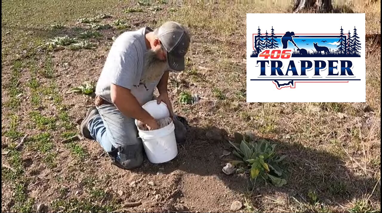 Long Lining Coyotes with Paul Antczak aka Montana Wolf Trapper