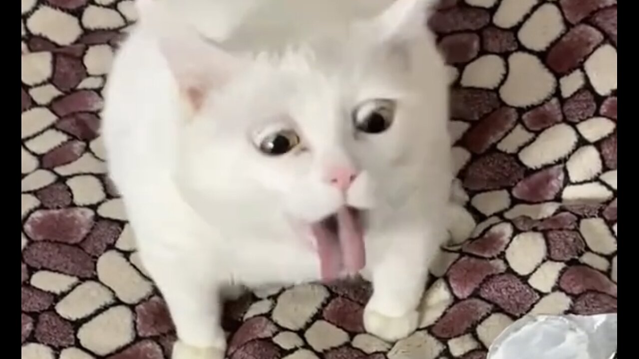 Cat's funny reaction when it smells a bad smell ! You will definitely laugh seeing it