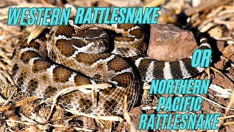 Western Rattlesnake Secrets EXPOSED by Herpetologist!