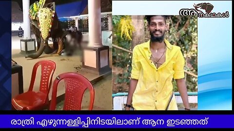 ആനയുടെ ആക്രമണത്തിൽ രണ്ടാം പാപ്പാൻ കൊല്ലപ്പെട്ടു _ mahout Killed by elephant attack kerala 2024