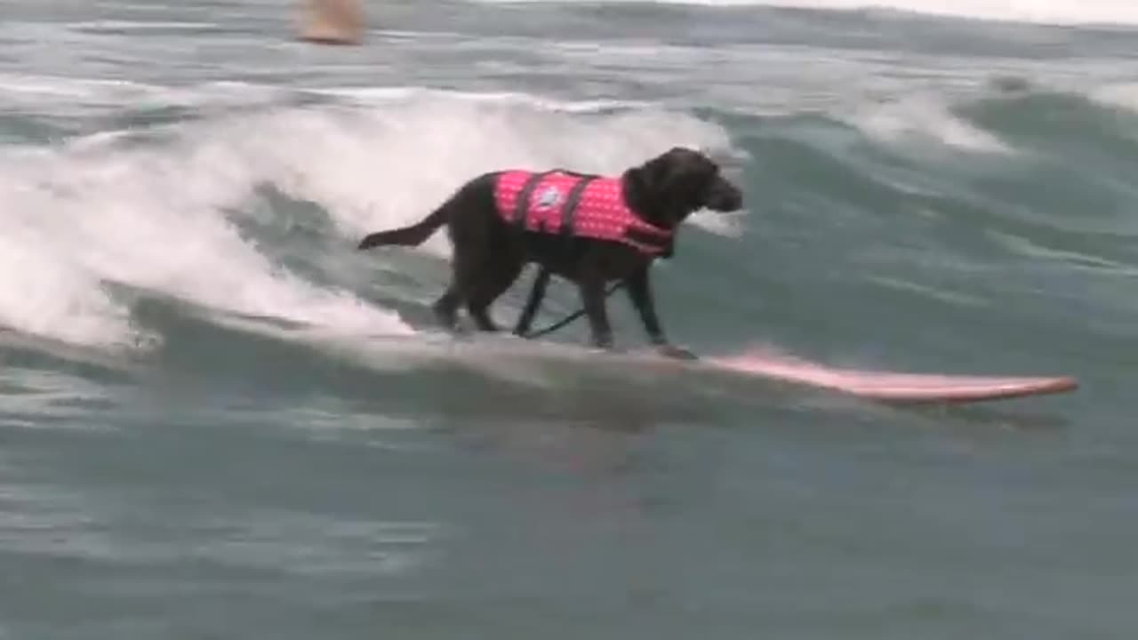 Surfing Dogs Championship Dogs Ride Waves! Record Breaker! Most Dogs on 1 Board