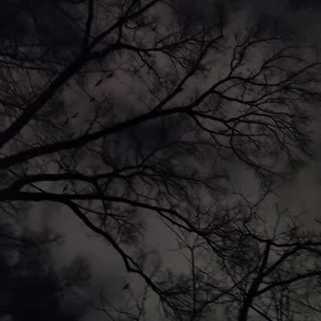 😍I love these birds ❤️