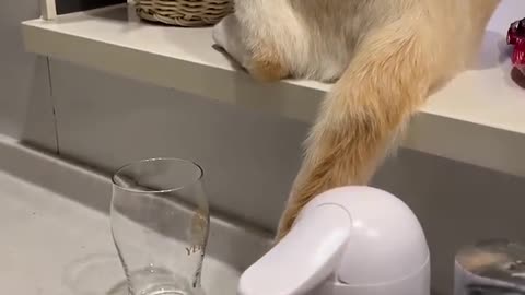 Cat is wasting handwash with his tail