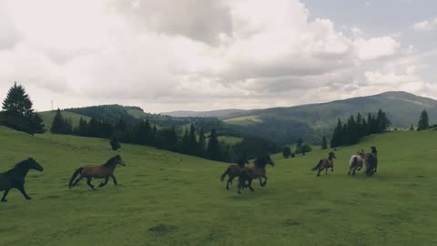 Carpathian Ponies in Romania