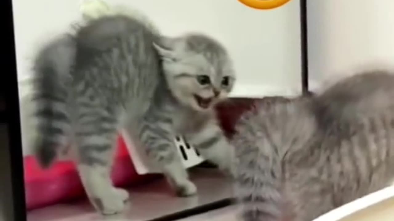 Epic Viral Funny Animal 😂 part12