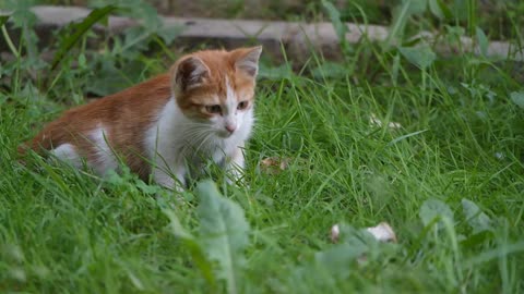 A Pet Kitten Resting And Trying To Catch Bugs In The Grass