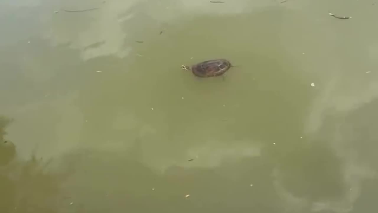 Rescue a baby turtle stuck in the mud…