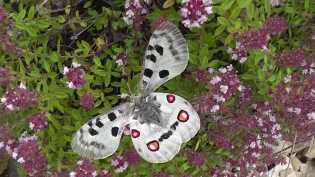 10 BEAUTIFUL BUTTERFLIES AND USUAL BUTTERFLIES !!!!