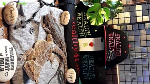 ⭕2025 Live Stream Day 7🔴 With 🐉 Mascots 🍎 🐲 Kobe & Health A Day In The Life Of Bearded Dragons🐲Day7🐉⭕Live🦎Stream🔴