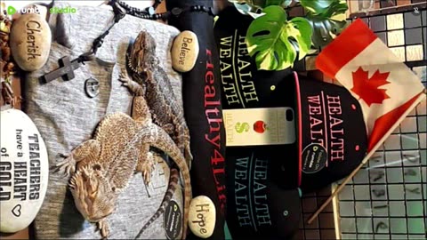 ⭕2025 Live Stream Day 7🔴 With 🐉 Mascots 🍎 🐲 Kobe & Health A Day In The Life Of Bearded Dragons🐲Day7🐉⭕Live🦎Stream🔴