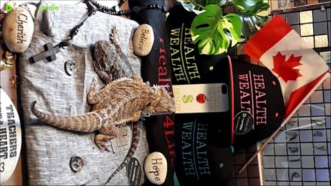 ⭕2025 Live Stream Day 7🔴 With 🐉 Mascots 🍎 🐲 Kobe & Health A Day In The Life Of Bearded Dragons🐲Day7🐉⭕Live🦎Stream🔴