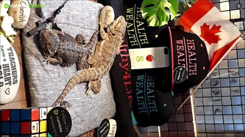 ⭕2025 Live Stream Day 7🔴 With 🐉 Mascots 🍎 🐲 Kobe & Health A Day In The Life Of Bearded Dragons🐲Day7🐉⭕Live🦎Stream🔴