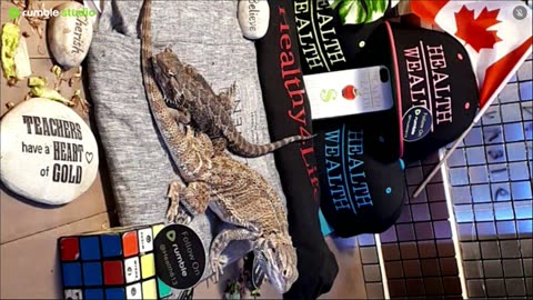 ⭕2025 Live Stream Day 7🔴 With 🐉 Mascots 🍎 🐲 Kobe & Health A Day In The Life Of Bearded Dragons🐲Day7🐉⭕Live🦎Stream🔴