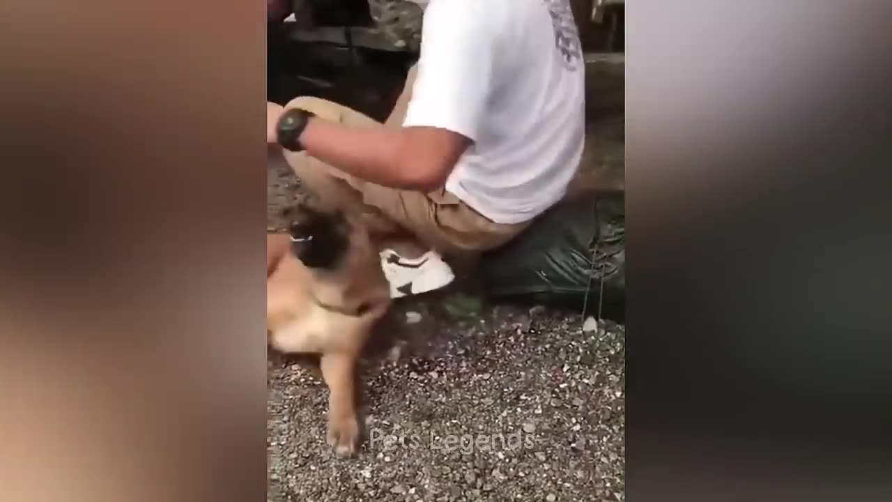 The best funny animal video look how it attacked his owner!!!!