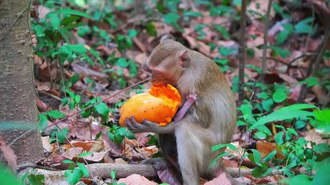 Newborn Baby Monkey ERICA's Umbilical Cord Is Not Cut Yet