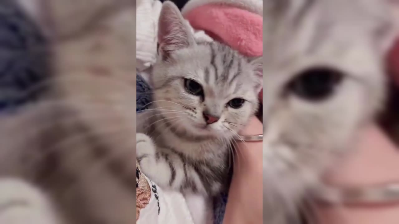 Don’t touch me!😡🤣| CAT FUNNY MOMENTS🤣🤣🤣🤣