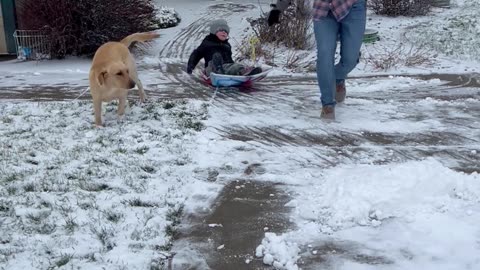 Pup Wants To Sled Too