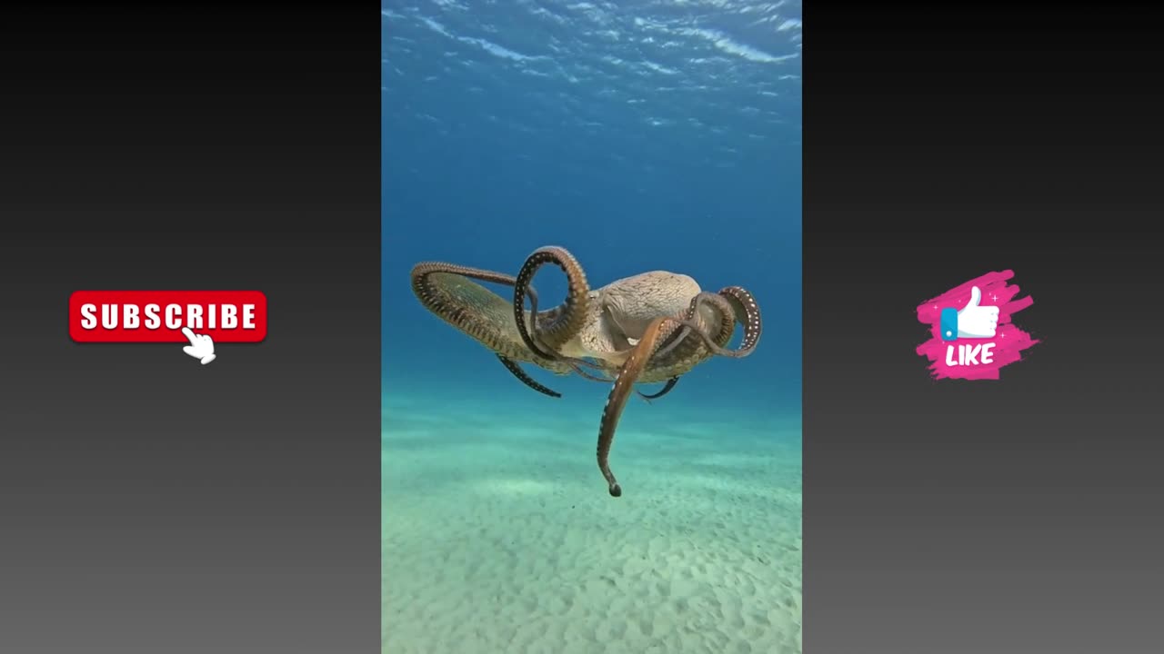 In case you haven’t seen something awesome today (Octopus)