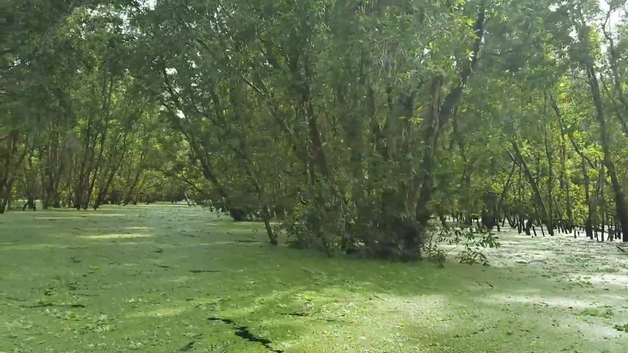 Floating Season In Trà Sư, An Giang, VietNam, 2017