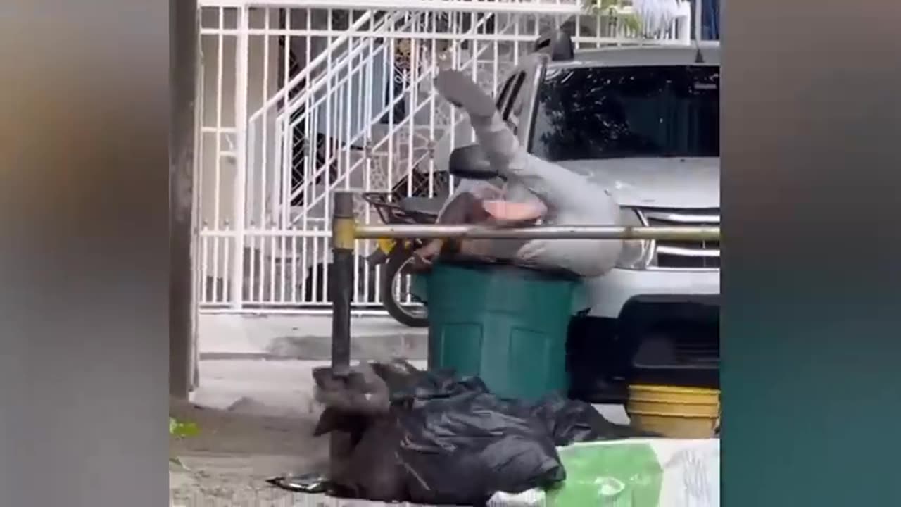 TRY NOT TO LAUGH 😆 Best Funny Videos Compilation 😂😁😆