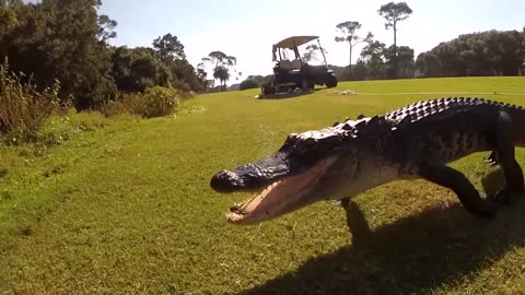 These Animals Are Being Freed for the First Time