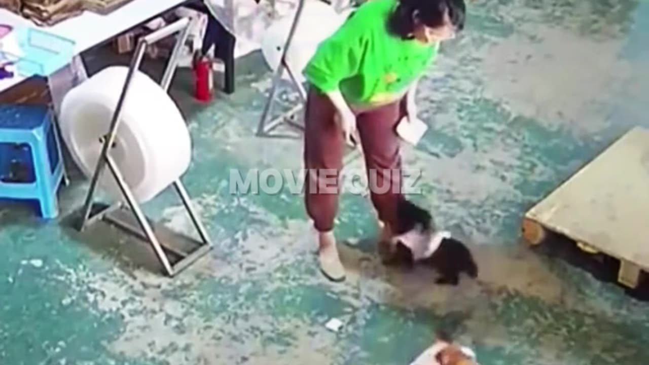 Most Incredible Felines You've Ever Seen - Part 5