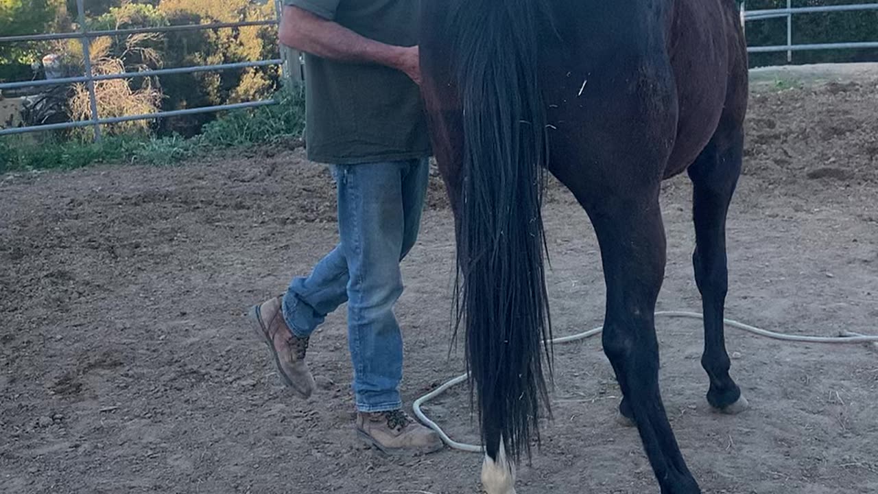 Getting a colt ready for riders
