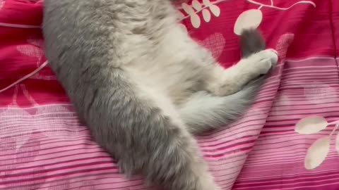 How did I get a husband? 😹 Funny cat life in 60 seconds!!