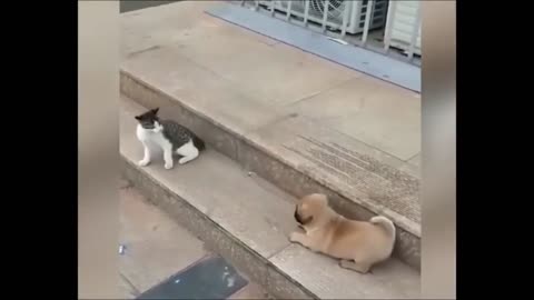 Cat vs dog funny animals videos