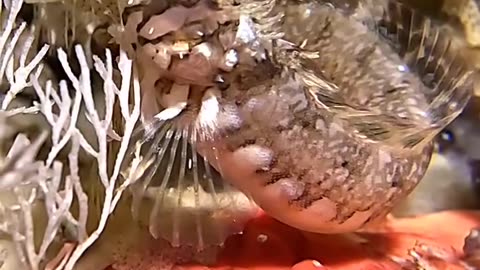 Smallest Decorated Warbonnet...