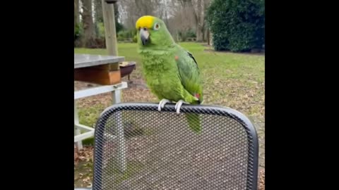 Very cyut moments parrot fun video