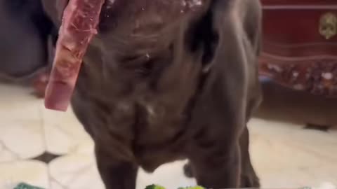 "A Dog's Happy Mealtime Diary"