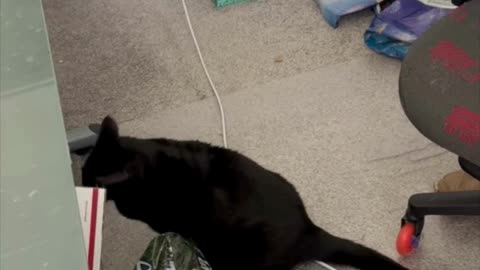 Cute Precious Piper Does Her Office Chores - Adopting a Cat from a Shelter Vlog #shorts