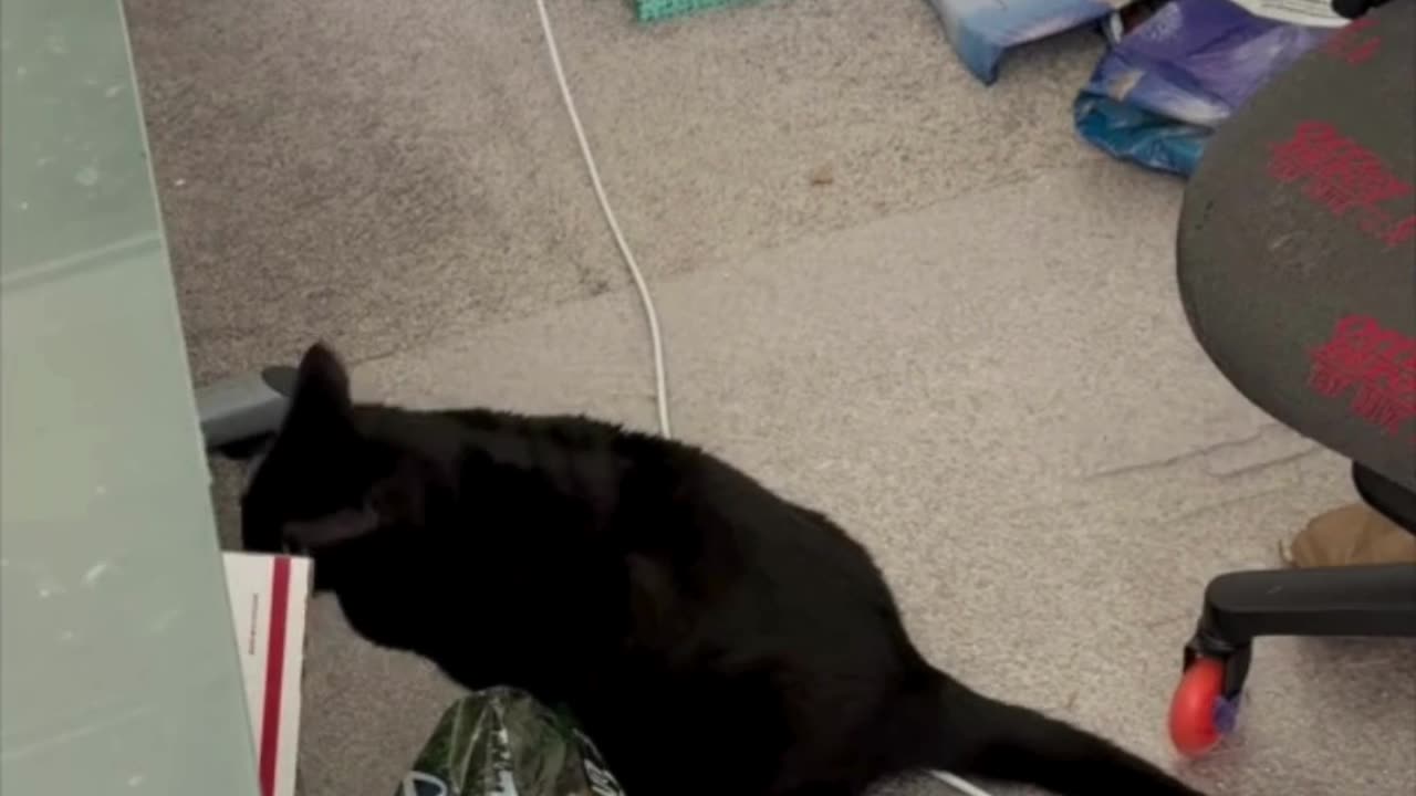 Cute Precious Piper Does Her Office Chores - Adopting a Cat from a Shelter Vlog #shorts