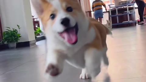 Beautiful; super happy corgi dog