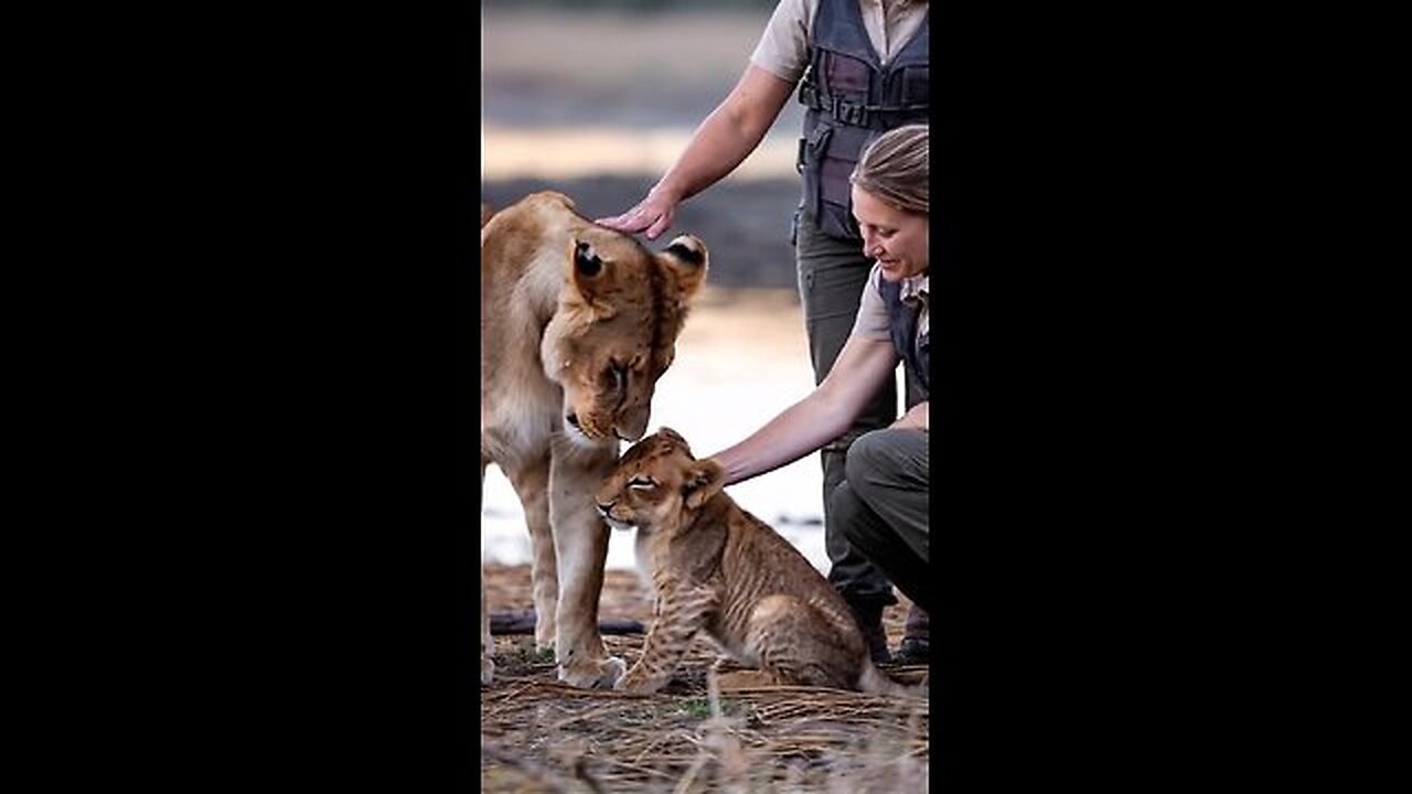 The Lion Cub Who Faced Drowning Reunites with Its Mother