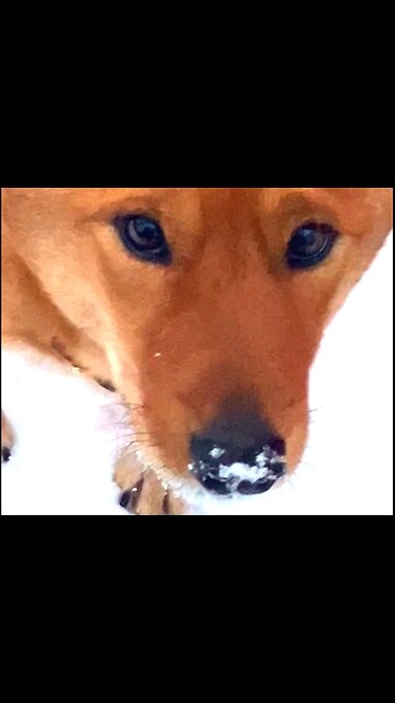 They said make a snowman