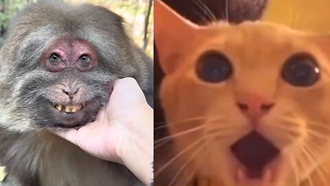 Animals Being Hilarious! | Funny Animals Video"