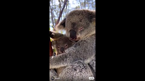 sleepy koala