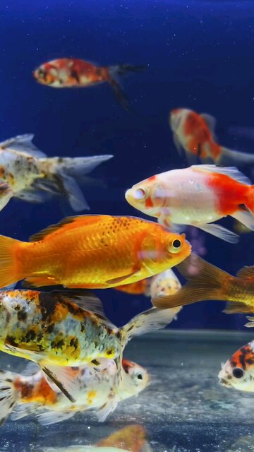 amazing coulourfull fishes