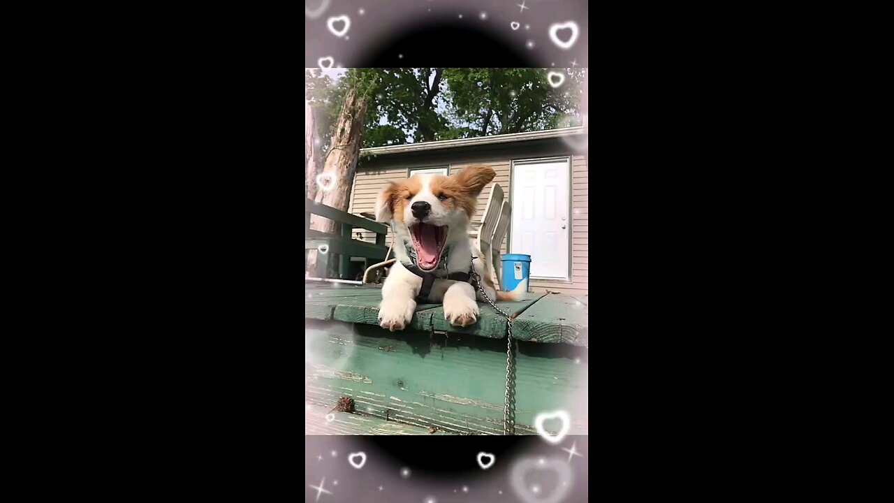 cute puppy yawn