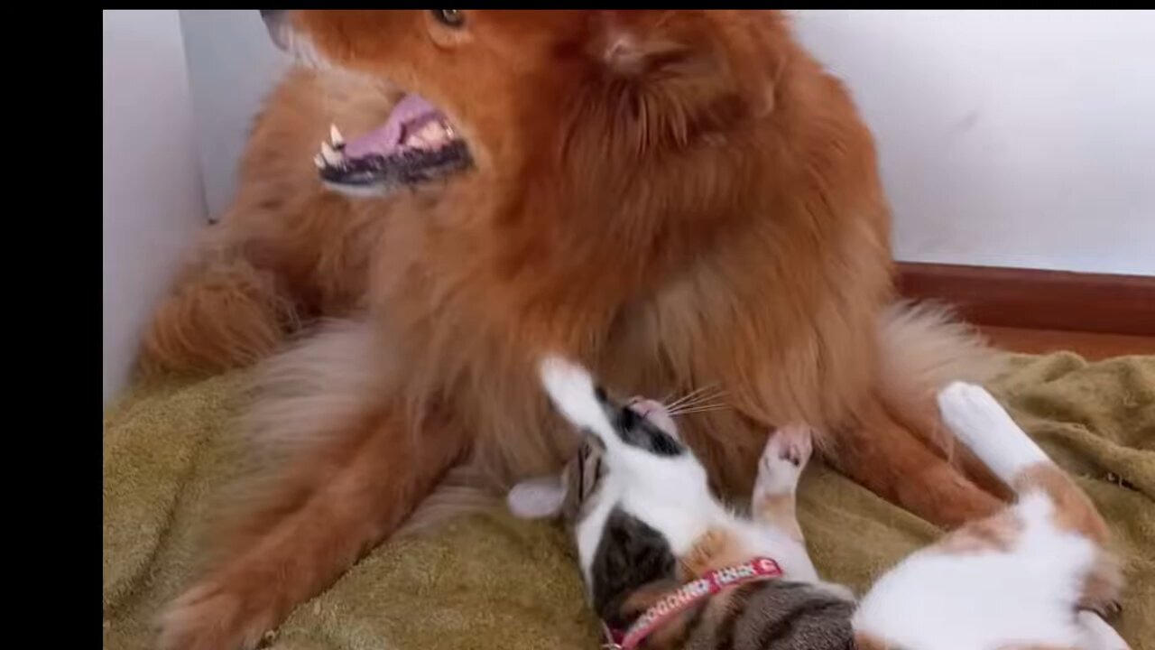 kids funny video cat and dog