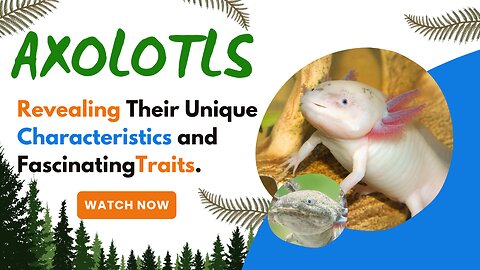 Axolotls, Revealing Their Unique Characteristics and Fascinating Traits.