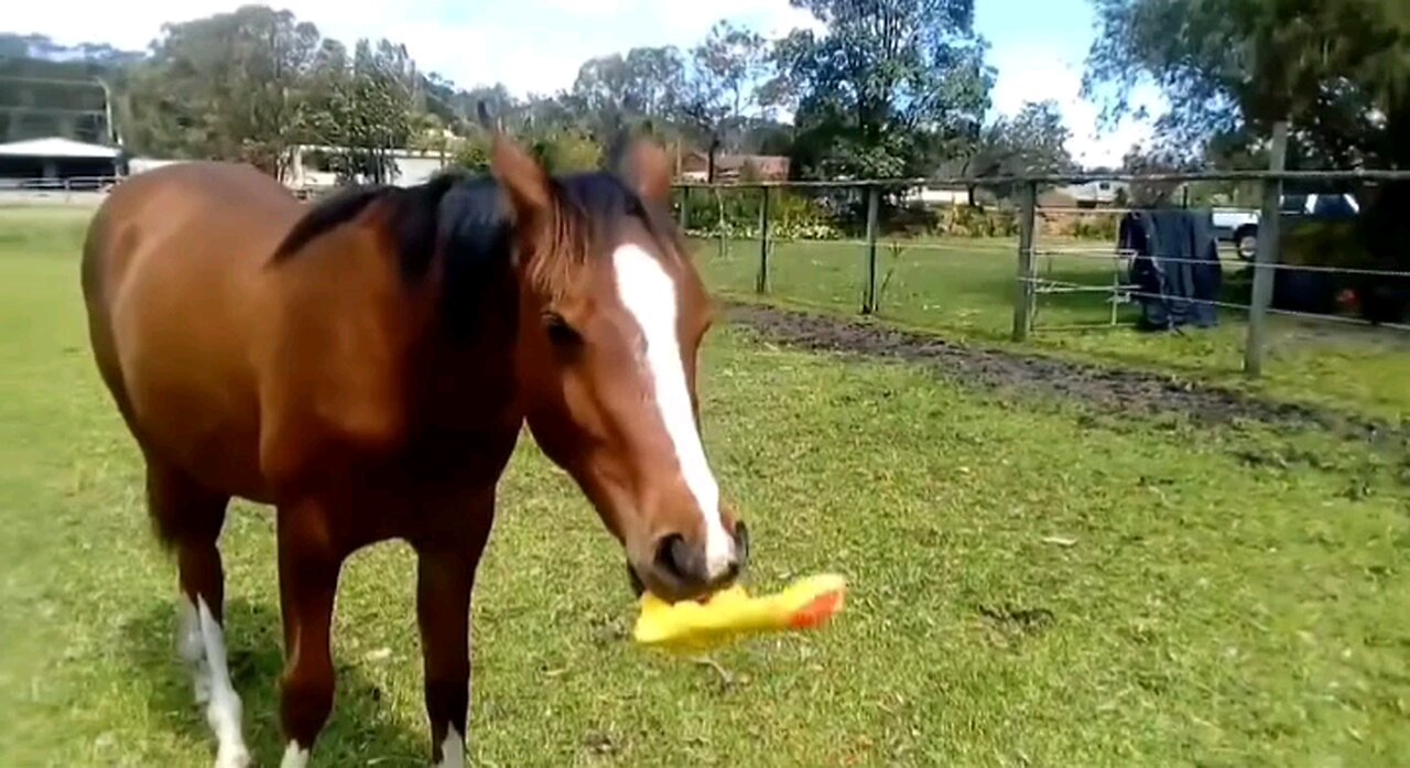 Funniest horse with sqeeky toy - A Must See