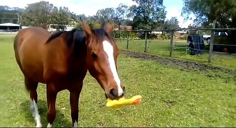 Funniest horse with sqeeky toy - A Must See