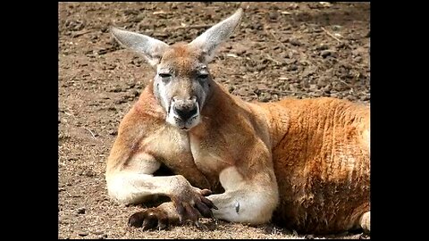 GANGSTER KANGAROO WITH MUSCLES 😲