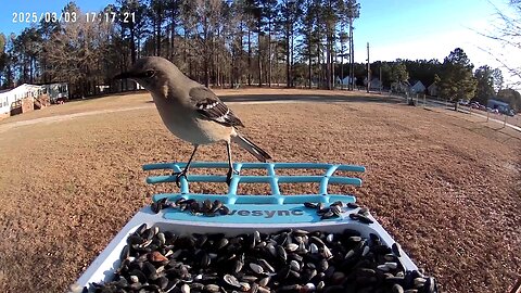 Northern Mocking bird stops by