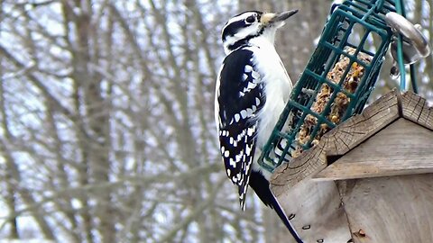 Hairy Woodpecker