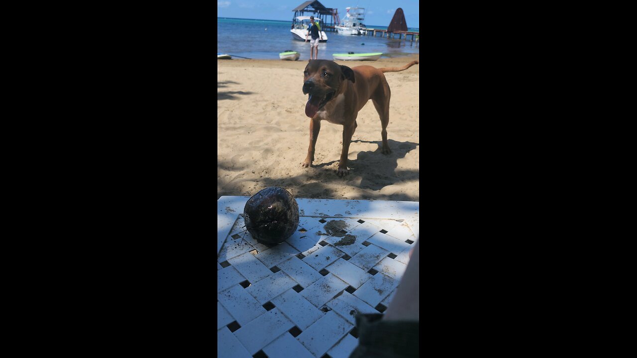 Beach dog wants coconut thrown