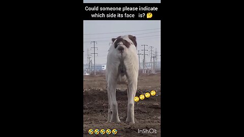 😂😂🤔